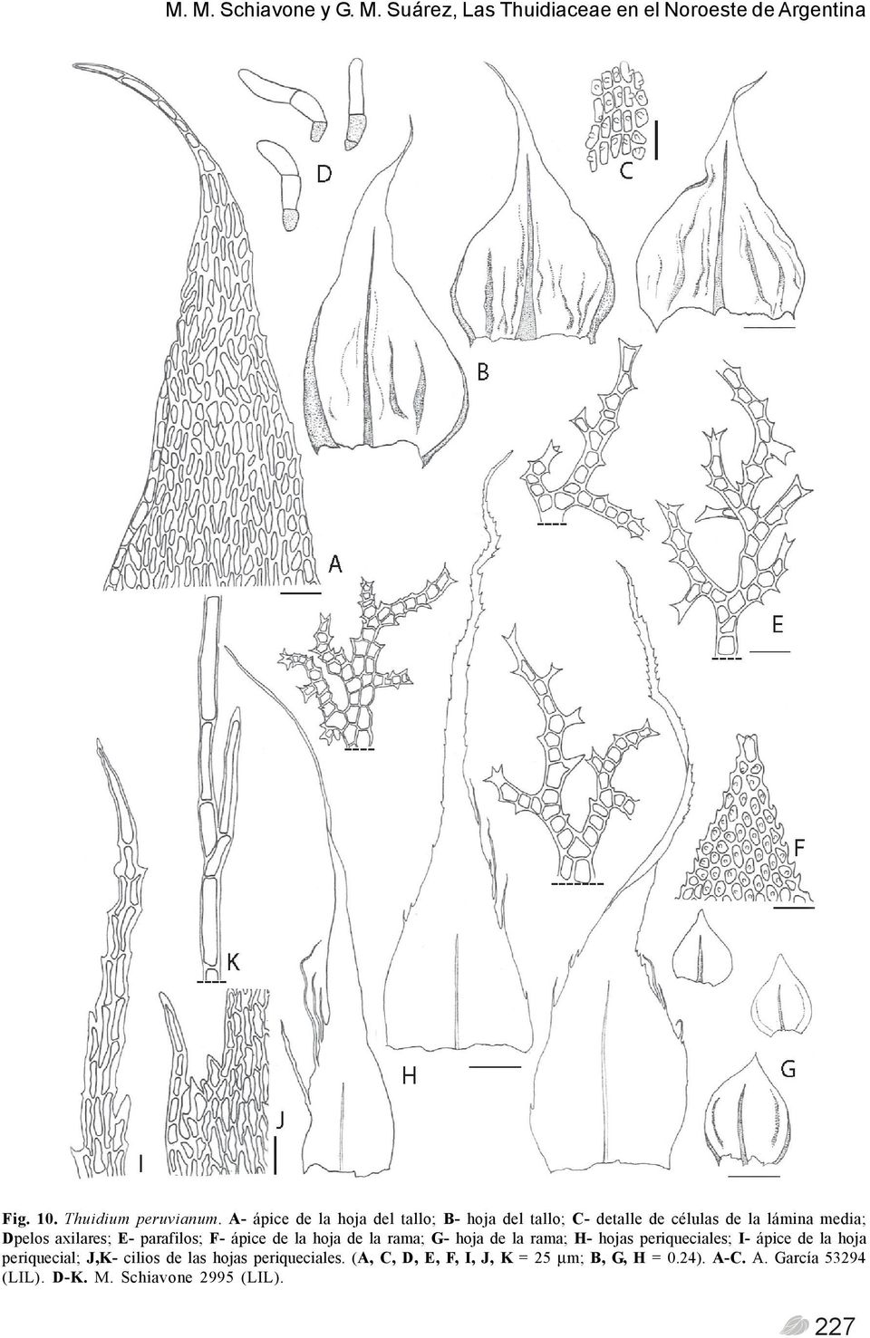 F- ápice de la hoja de la rama; G- hoja de la rama; H- hojas periqueciales; I- ápice de la hoja periquecial; J,K- cilios
