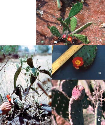 Subfamilia Opuntioideae (Cactaceae) Scheinvar fines. En Sudáfrica sus cladodios son cultivados y son substrato de la cochinilla de la grana. Es posible que esta especie se origino a partir de la O.