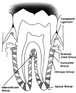 Esquema del periodoncio de inserción I. Ligamento periodontal II. Cemento III.