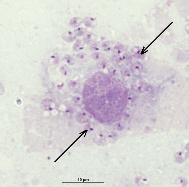 Figura 5. Amastigotos (flechas) en el citoplasma de un macrófago. Algunas de estas especies causan leishmaniasis cutánea (lesiones en la piel) como Leishmania tropica Wright, 1903, L.