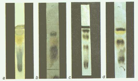cromatografía Una muestra (mezcla de moléculas coloreadas azul y rojo en el