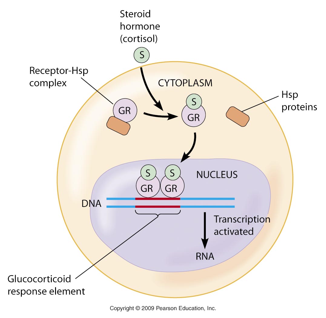 Señalización para la activación de los factores de transcripción específicos (CASO I) El ligando que estimula (cortisol) es liposoluble y entra a la célula.