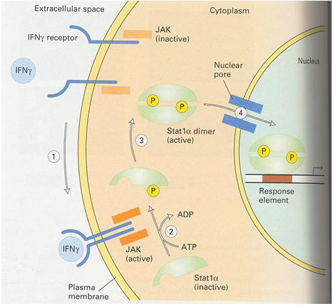 Señalización para la activación de los factores de transcripción específicos (CASO II) Stat1α En este caso el ligando NO entra a la célula y su receptor es una proteína de membrana.
