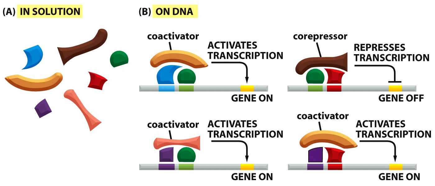 Complejos formados in situ sobre el DNA Cada gen tiene una combinación particular de intensificadores y silenciadores.