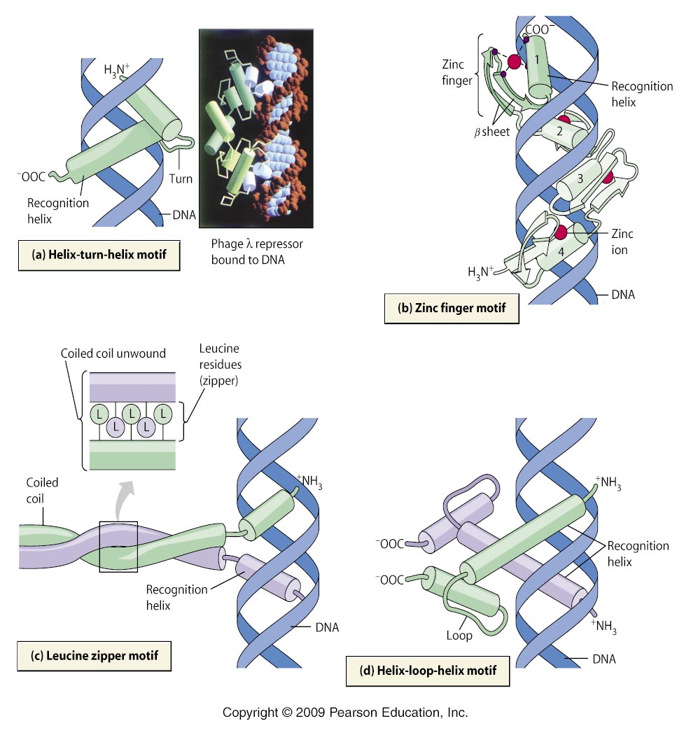 Interacción de los dominios de unión a DNA con sus secuencias específicas a)