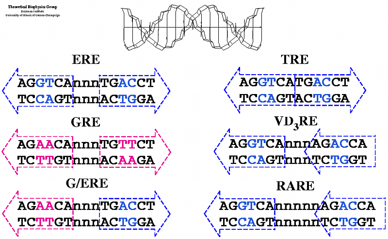 Receptores nucleares a hormonas (factores de transcripción específicos) y sus elementos de respuesta en el DNA (Enhancer/Silencer) Receptores a