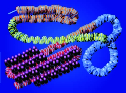 (a) Short region of DNA double helix Nucleosomes: the basic unit of chromatin 2 nm 11 nm could become inactive.