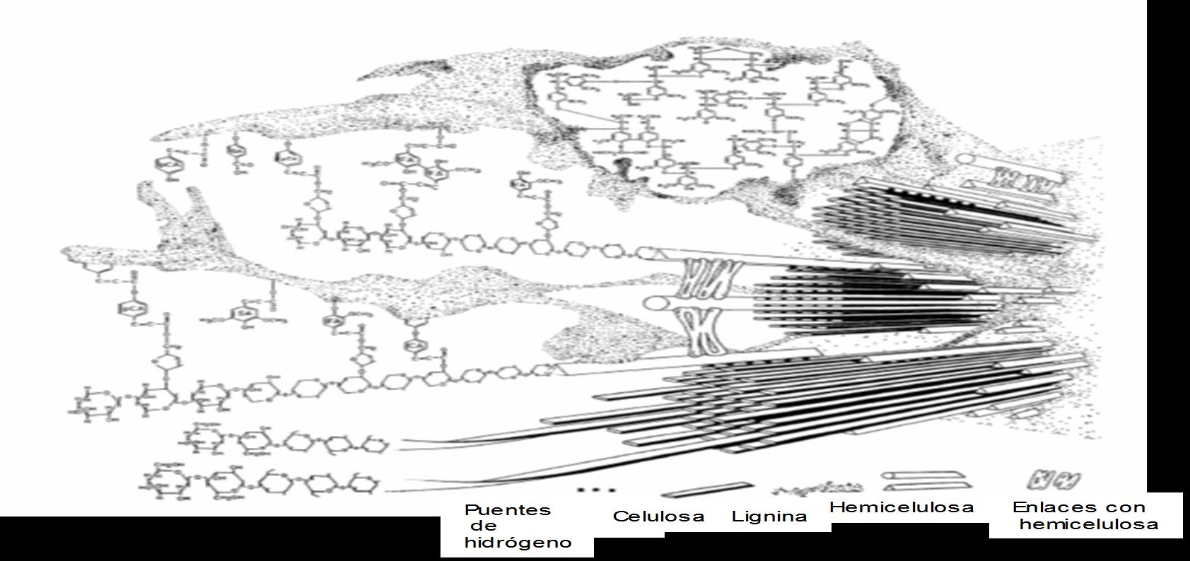 Lignocelulosa: estructura y composición - Material complejo y heterogéneo - Componentes fuertemente estructurados - Difícil