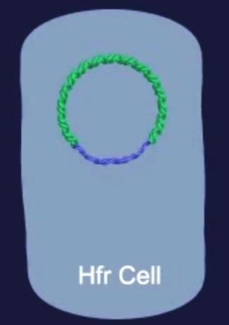 Conjugación: células Hfr - si el factor F se integra al cromosoma bacteriano = célula Hfr = high frequency of recombination luego en la conjugación se transfieren