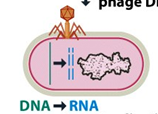 Ciclo lítico o virulento del fago T4 1- Fijación del fago a una proteína receptora