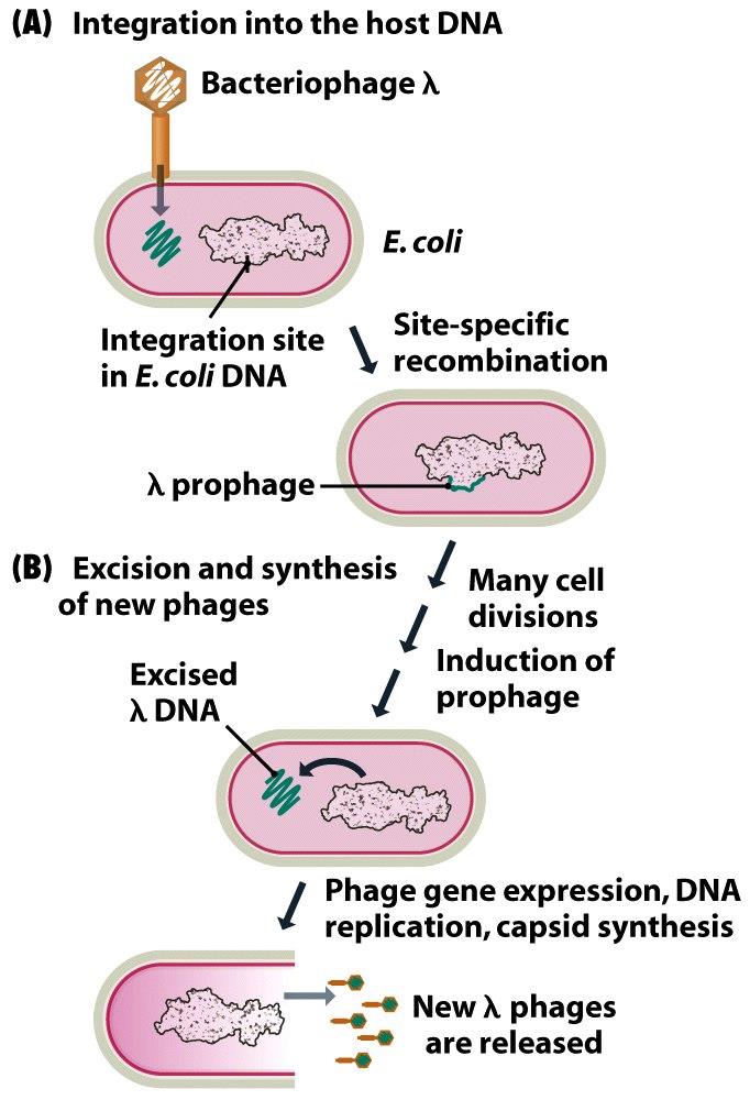 Ciclo lisogénico Fago λ 1- Ingreso del ADN viral 2- integración por recombinación de secuencias idénticas 3-