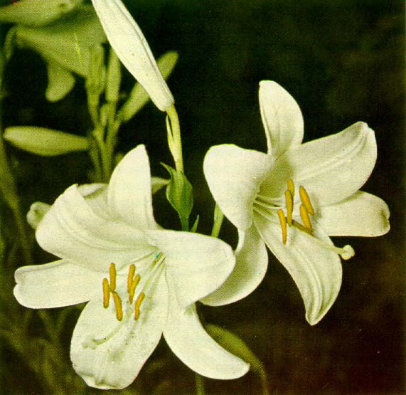 Flores de azucena silvestre (Lilium candidum).
