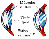Funcionamiento del ojo Visión sin acomodación Visión con acomodación Puntos cercanos 10 años 7 cm 25 años 12 cm 45 años 28