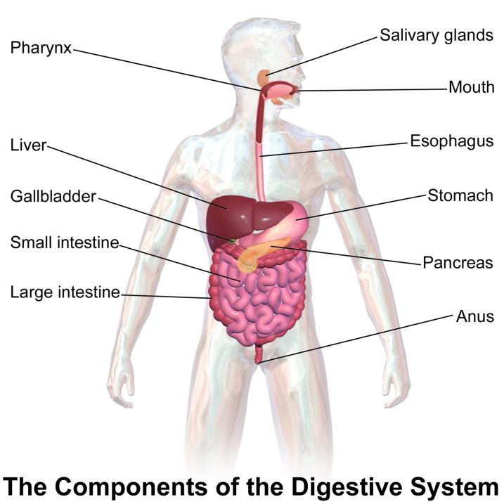ACTIVITIES 1. Complete the diagram and answer the questions: a) What is the main function of the digestive system? b) What does pancreas do? 2.