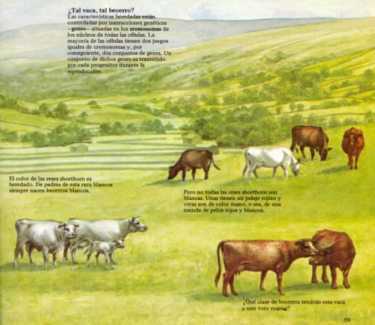 GANADERÍA ORGÁNICA ECOLÓGICA O BIOLÓGICA Integra sistemas de producción animal: Se basan en el pastoreo Está ligada estrechamente al suelo Cierra de forma natural e integrada el ciclo