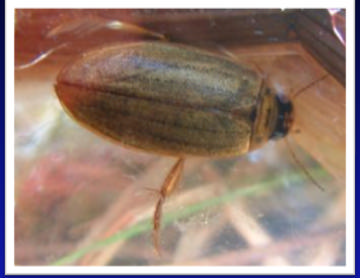 Coleoptera - Se conocen especies en 30 familias - Viven en ambientes lóticos y leníticos - Adultos de cuerpo compacto - Partes bucales visibles - Abdomen presenta agallas Colymbates