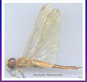 Odonata Anatya Dythemis Pantala -Llamadas libélulas ó caballitos del diablo -Larvas (nayades) acuáticas -Depredadores -Ciclo de 100 a 200 días -Viven en pozos,