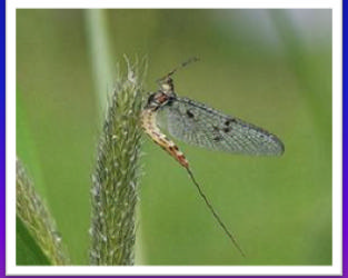 ORDENES DE INSECTOS INDICADORES Ephemeroptera Hexagenia - Conocidos como moscas de mayo ó Mayflies -Número especies en Suramérica 375, en 91 géneros y 1 familias -En Colombia, existen especies en 87