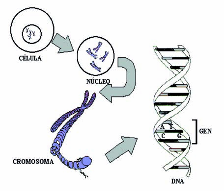 Alteración génica: Implica la mutación de un gen (alelo) dominante, de una pareja de genes recesivos, o de un gen del cromosoma X en el varón.