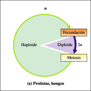 producen gametos haploides por meiosis, inmediatamente antes de la fecundación. La fecundación de los gametos masculino y femenino restablece el número diploide de cromosomas.