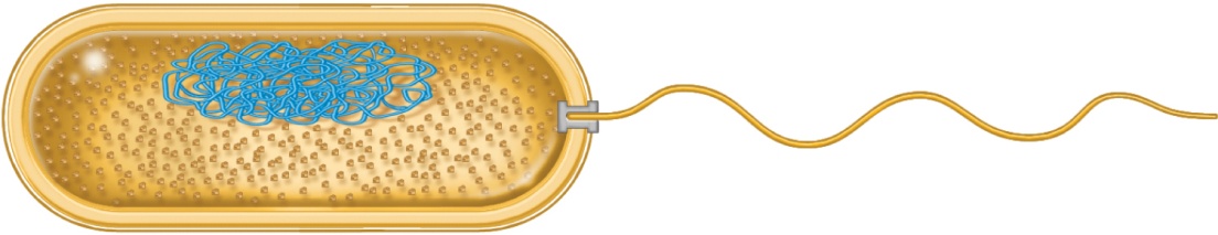 Ejemplo de una bacteria típica como Escherichia coli, Procariontes 1 µm Ribosomes in cytoplasm Flagellum Outer