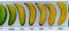 Especies y variedades seleccionadas Para los ensayos de este proyecto: Musáceas verdes (Musa paradisiaca normalis), Plátanos de la variedad FHIA 21, macho por hembra; Banano (Musa sapientum); Rulo