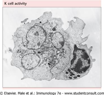 ADCC Células mieloides que expresan Fc: monocitos,