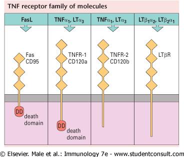 Transducción de señales TNF Fas (CD95) y TNF poseen dominios de muerte La
