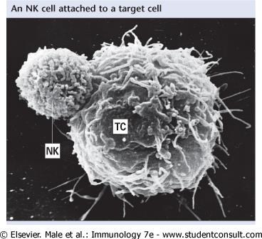 Linfocitos T citotóxicos