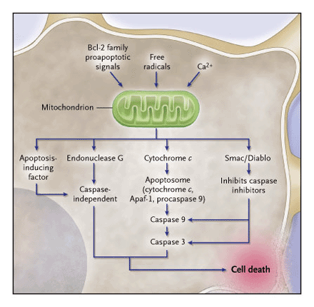 Papel de la Mitocondria Bcl -2 Factor inductor de la apoptosis (AIF): colapso nuclear.