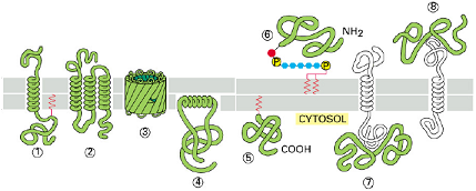 Naturaleza molecular de los lípidos: A menor tamaño de la cadena y mayor número de enlaces dobles, la fluidez aumenta (la temperatura de la transición de fase es todavía más baja) y a la inversa.