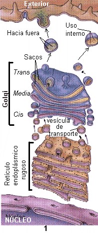 TRANSPORTE VESICULAR EN LA CÉLULA Las proteínas sintetizadas en el RER cuyo destino es la secreción, se incorporan tras un proceso de glicosilación, a la cara cis del dictiosoma mediante las