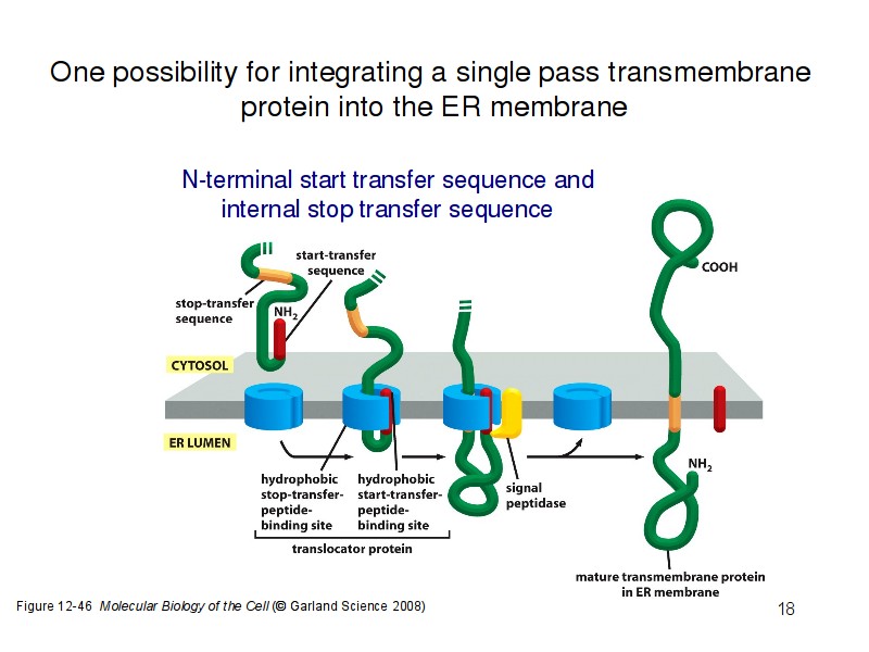 SÍNTESIS Y ANCLAJE DE PROTEÍNAS INTEGRALES DE MEMBRANA EN EL RER Las proteínas que se sintetizan en el RER y que van a ser proteínas integrales de membrana permanecerán incluídas en la membrana del