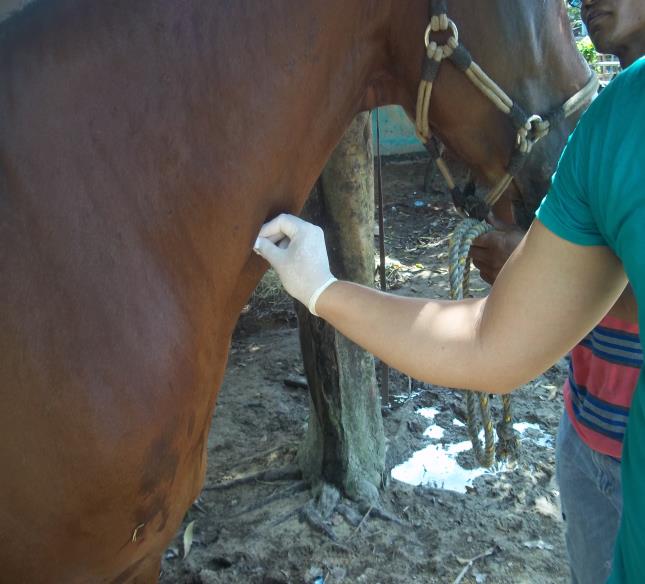 Material y métodos De cada caballos: 4,0 ml de sangre por venopunción de la
