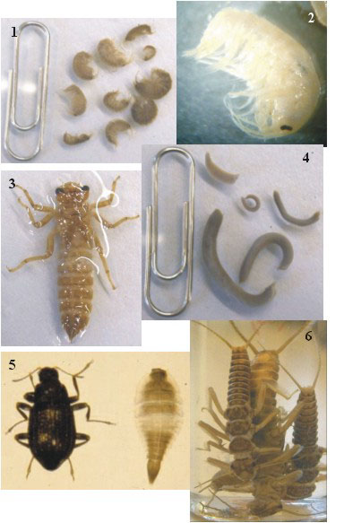 Figura 1. Se muestran varios ejemplos de macroinvertebrados bentónicos comunes en nuestros ríos.