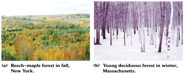 Bosque templado -Hábitat estratificado de vegetación conífera o decidua alta (>100m!) y acumulación de biomasa.
