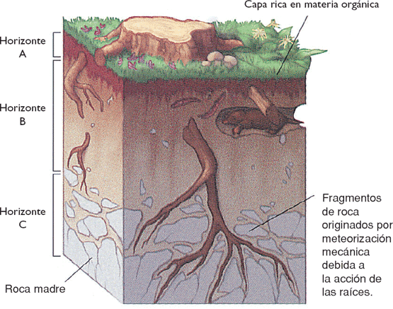 Biomas Su historia natural es distinta debido a las diferencias en clima, suelos, fauna y flora existentes, así como en los impactos producidos por el hombre.