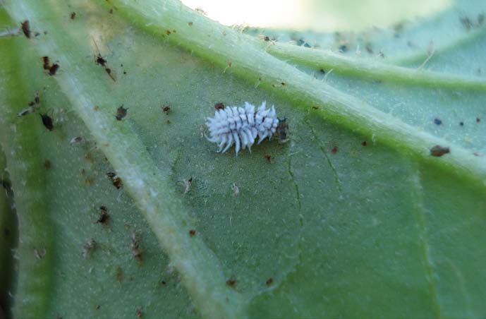 Foto 78. Larva de Scymnus (coleóptero) depredando pulgones Foto 79.