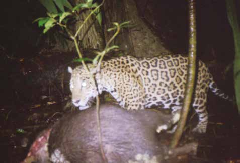 Terborgh, J. & Kiltie, R.A. (1976). Ecology and behavior of rain forest peccaries in southern Perú. National Geographic Research Report. Terborgh, J. (1992). Diversity and the tropical rain forest.