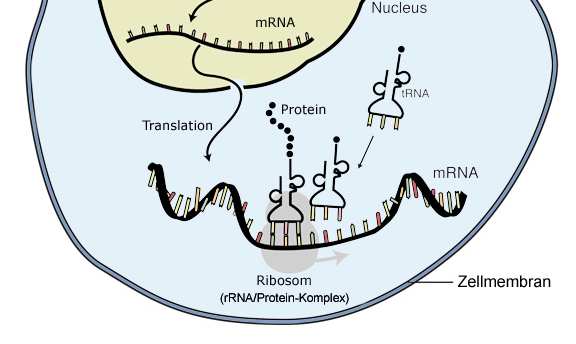 TRANSCRIPCIÓN DEL ADN: Es el proceso que permite el paso de información del ADN al ARN y consta de varias etapas: -Enzima hace que se abra la doble hélice.