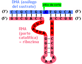 ARN COMO MATERIAL HEREDITARIO Se cree que el primer material genético fue el ARN, manifestado por moléculas de ARN que autoreplicaban flotando en masas de agua.