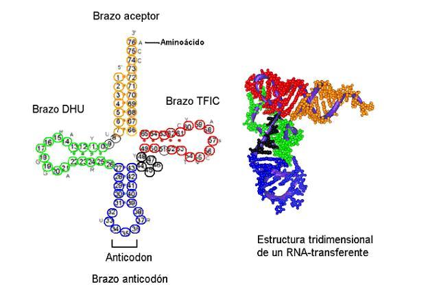 ARN COMO MATERIAL ARN de transferencia HEREDITARIO Encargado de transportar los aminoácidos a los ribosomas y ordenarlos a lo largo de la molécula de ARNm, a la cual se unen por medio de