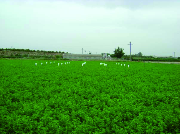 DOSSIER Tierras nº 190 - pág 124 cultivo de alfalfa que no se está regando, 3º.