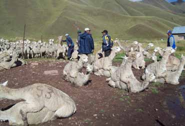 Empadre amarrado Este método en alpacas es utilizado desde épocas pasadas.