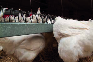 Managementul la intrarea în ouat (15 săptămâni până la vârful de producție) Echipament de furajare separat pe sexe După împerechere, masculii şi femelele trebuie hrăniţi prin sisteme de furajare