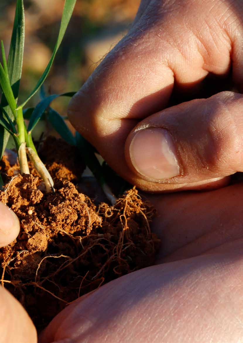 Fertilizante adecuado para cada estadío del cultivo Abonados de fondo Abono iniciador localizado Abono cobertera Beneficios al usar Agromaster en siembras 1 Primer fertilizante minigranulado con
