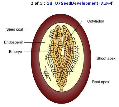 Estructura de la semilla dicotiledónea La semilla se forma a partir de un óvulo fertilizado.