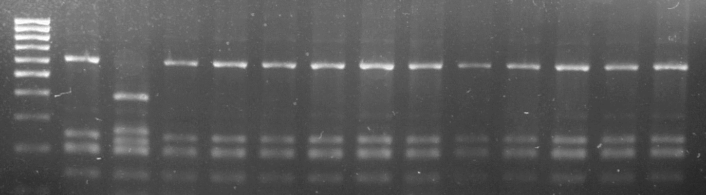 RESULTADOS Identificación de genotipos 16S-ARDRA bp 1 2 3 4 5 6 7 8 9 10 11 12 13 14