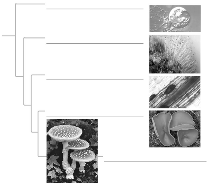 Fig. 31-8 Deuteromycetes Muchos mohos y levaduras no se les conoce etapa sexual en su ciclo de vida Los micólogos tradicionalmente han llamado deuteromicetos (u hongos imperfectos) a éstos.