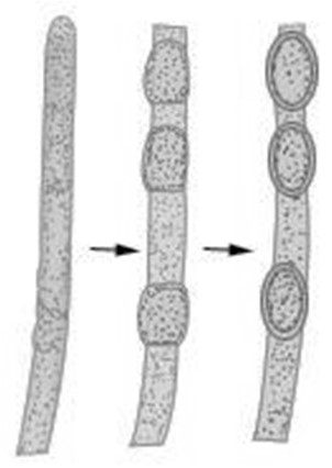 características Simbiontes obligados de plantas terrestres: forman arbúsculos en las raíces hongos micorrícicos arbusculares (~150 especies) Crecen dentro de las raíces y NO pueden crecer en su